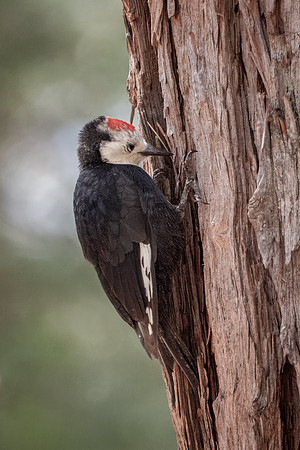 Yosemite0624-076