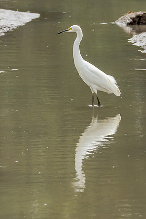 Great Egret