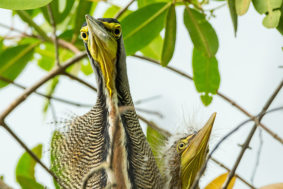 Tiger Heron and baby in nest