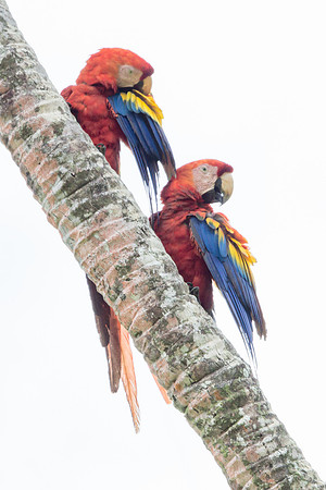 Scarlet Macaws