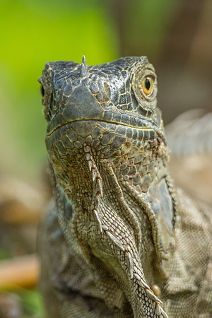 Green Iguana