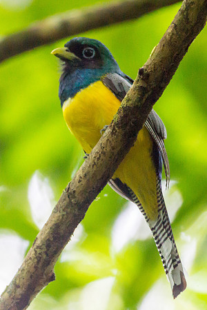 Black-throated Trogan