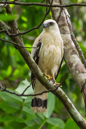 White Hawk