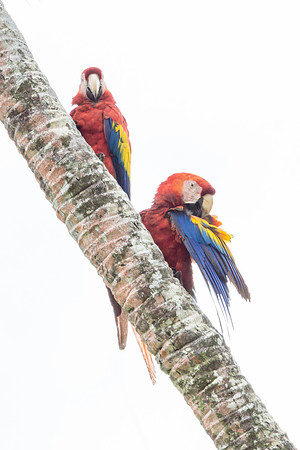 Scarlet Macaws