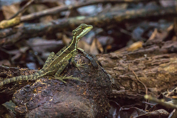 Juvenile Brown Basilisk