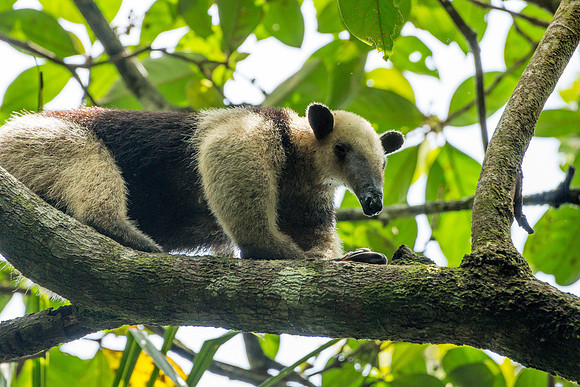 Tamandua