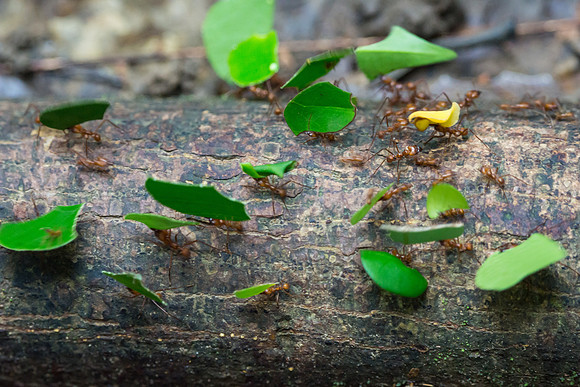 Leaf-cutter Ants