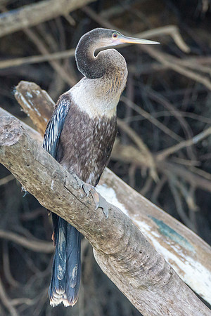 Anhinga