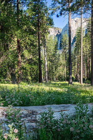 Yosemite0624-023