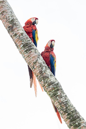 Scarlet Macaws