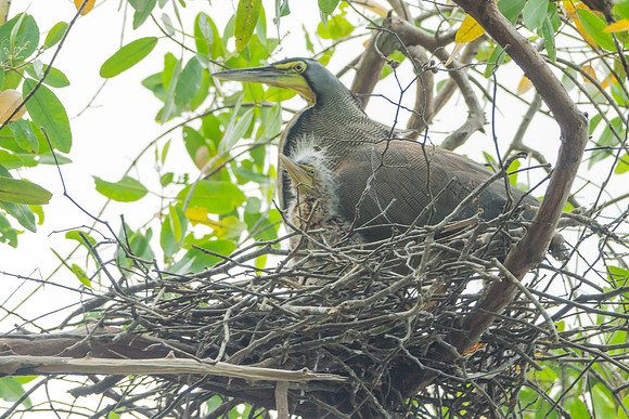 Tiger Heron and baby in nest