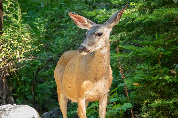 Yosemite0624-164