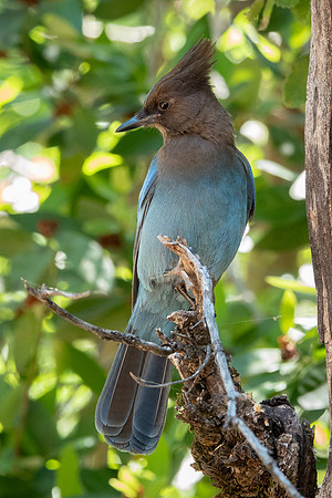 Yosemite0624-179