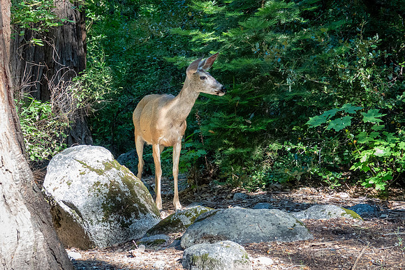 Yosemite0624-163