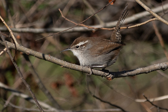 SacColNWR 012025-44