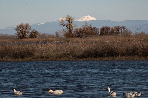 SacColNWR 012025-12