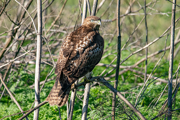0122 Staten Island CRP -07