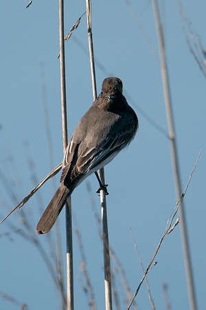 0122 Staten Island CRP -19
