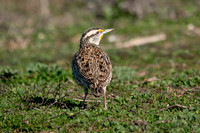 SacColNWR 012025-03