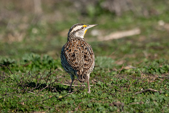 SacColNWR 012025-03