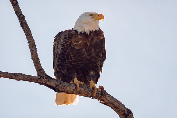 SacColNWR 012025-48