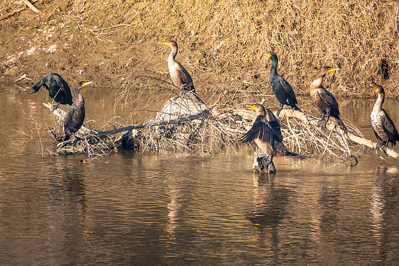 SacColNWR 012025-71
