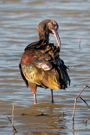 SacColNWR 012025-69