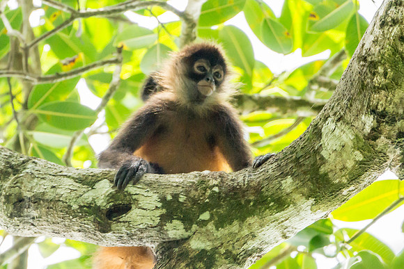 Spider Monkeys