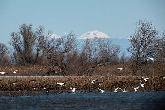 SacColNWR 012025-27