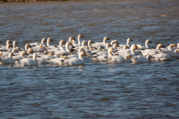SacColNWR 012025-37