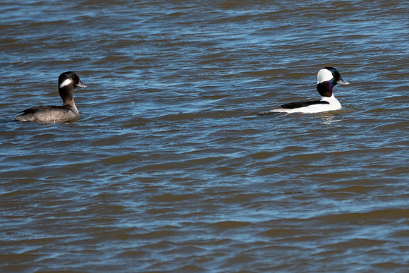 SacColNWR 012025-34
