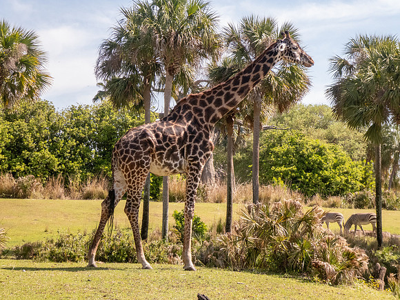 Disneyworld0325-185