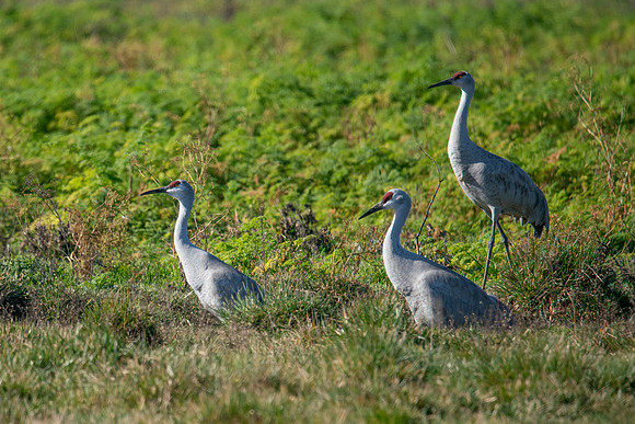 0122 Staten Island CRP -04