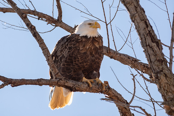 SacColNWR 012025-46