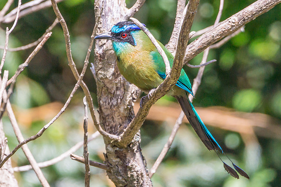Blue-crowned Motmot