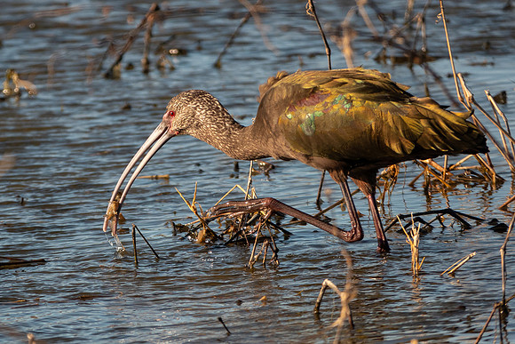 SacColNWR 012025-65