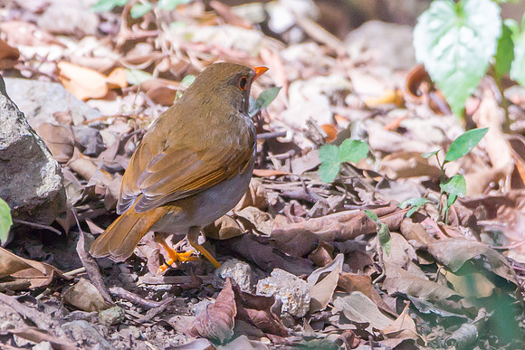 Orange-billed Nightingale-Thrush