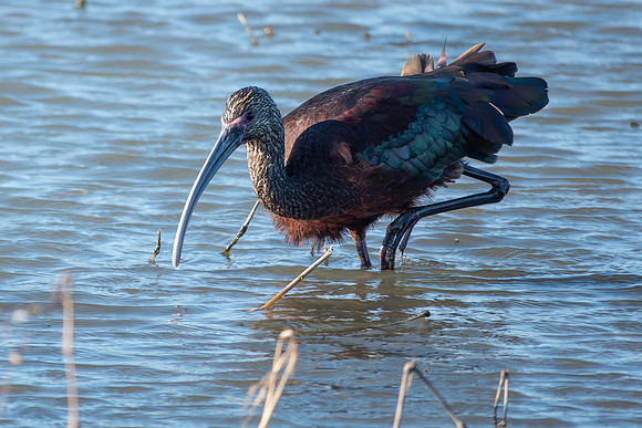 SacColNWR 012025-62