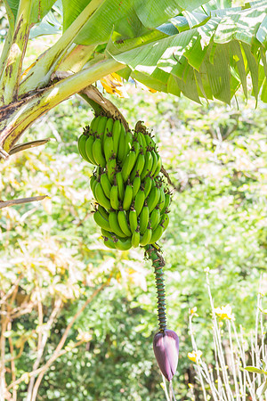 Bananas