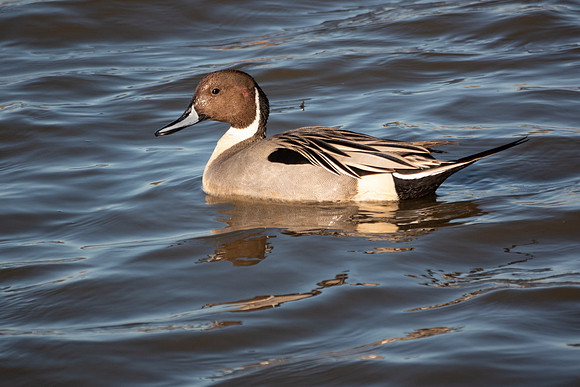 SacColNWR 012025-54