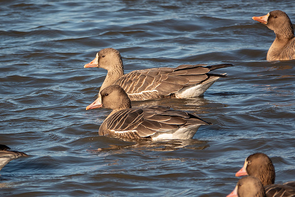 SacColNWR 012025-53