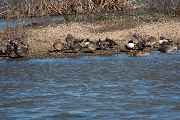 SacColNWR 012025-28
