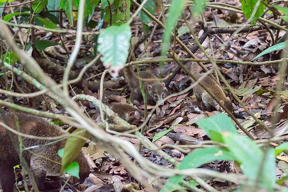 Coatis