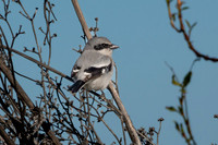 SacColNWR 012025-06