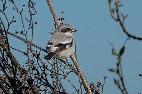 SacColNWR 012025-06