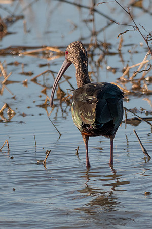 SacColNWR 012025-60