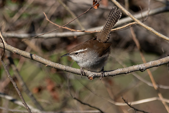 SacColNWR 012025-42