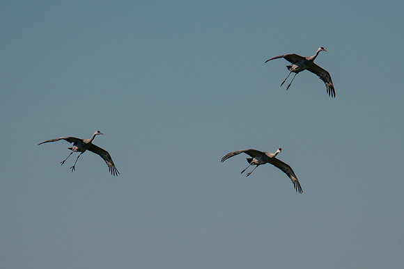 0122 Staten Island CRP -12