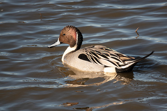 SacColNWR 012025-51