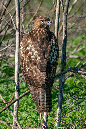 0122 Staten Island CRP -06
